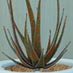 Decorative bead plant