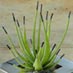 Stainless steel pot with bead cactus