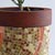 Obbligato mosaic pot plants