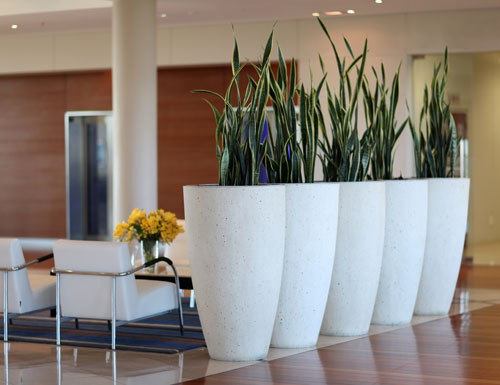 F1200 fibreglass planters in a corporate space