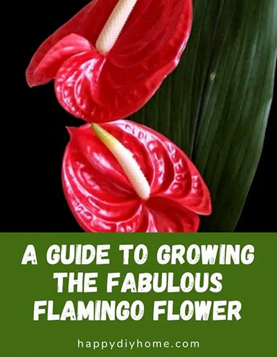 Flamingo Flower